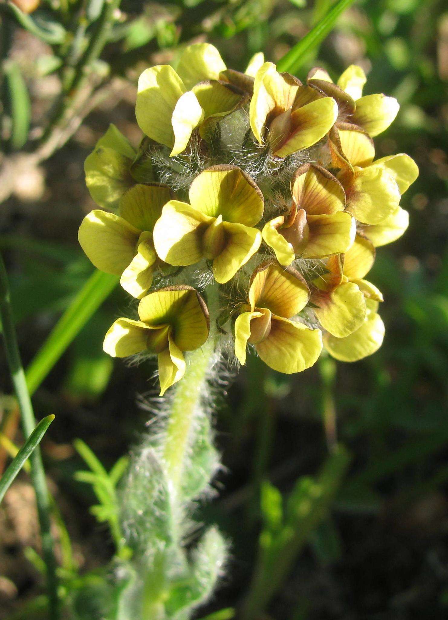 Plancia ëd Lotononis hirsuta (Thunb.) D. Dietr.