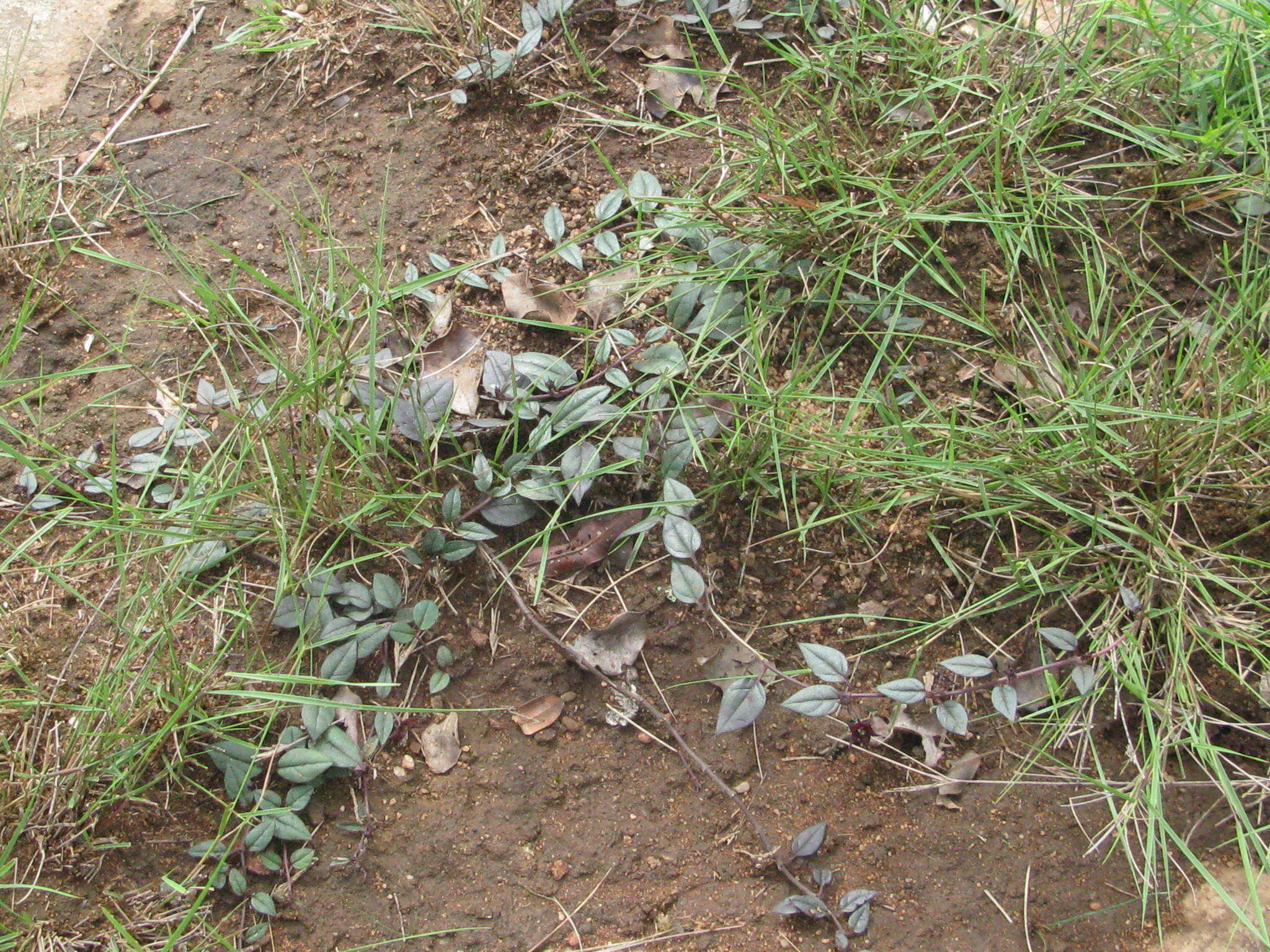 Image of Ceropegia pulchellior Bruyns