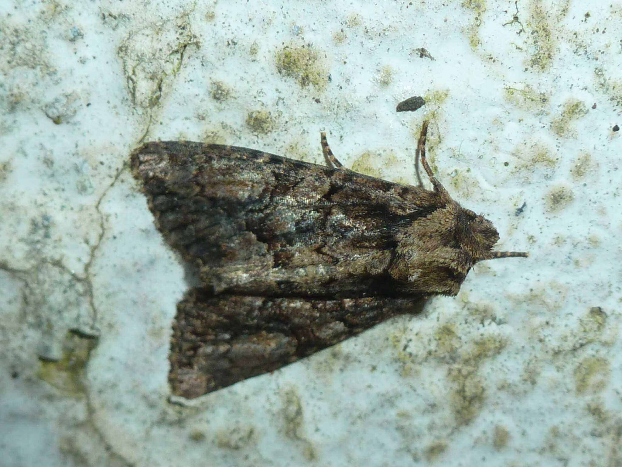 Image of Dryobotodes tenebrosa Esper 1789