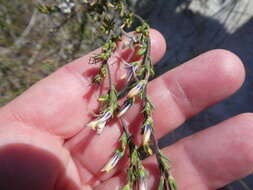 Wahlenbergia longifolia (A. DC.) Lammers resmi