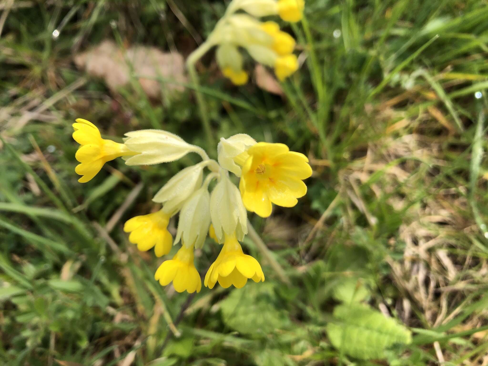 Image of Primula veris subsp. veris