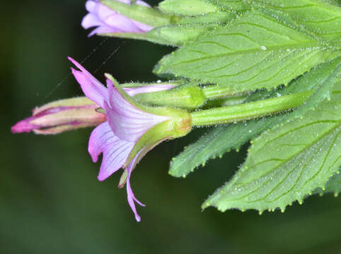 Image of fringed willowherb