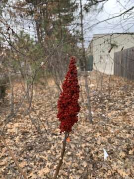 Image of rocky mountain sumac