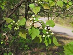 Image of Copenhagen hawthorn