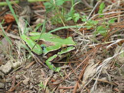 Image de Dryophytes plicatus (Brocchi 1877)