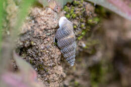 Image of Obscurella bicostulata Gofas 1989