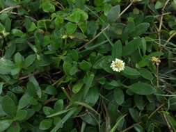 Image of Eclipta elliptica DC.