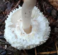 Image of Leucoagaricus nympharum (Kalchbr.) Bon 1977