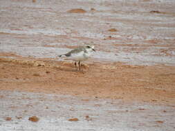 Image of Puna Plover