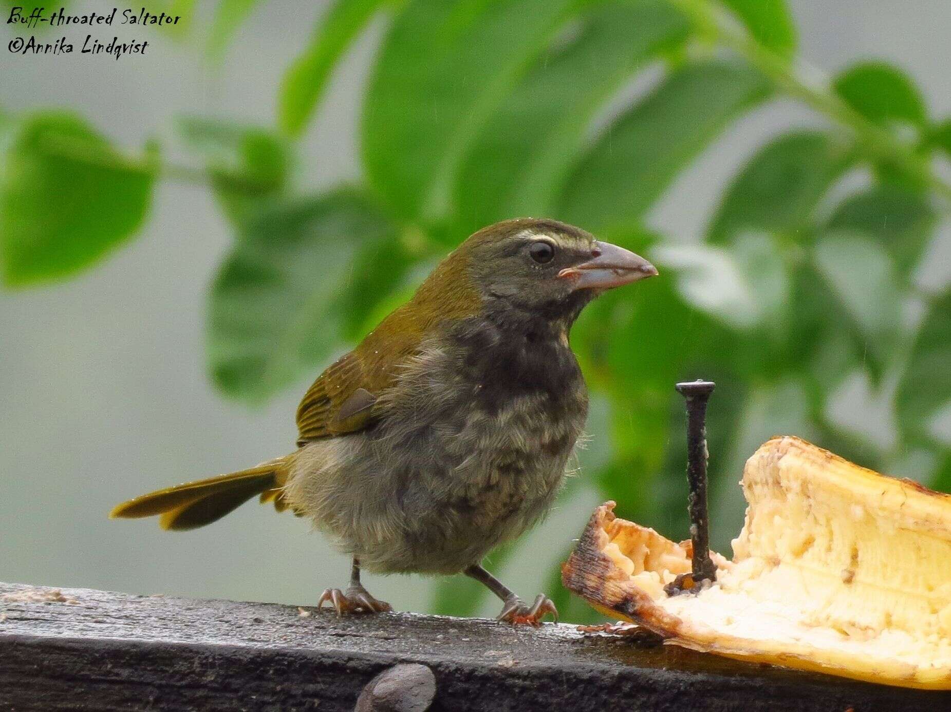 Image of Buff-throated Saltator