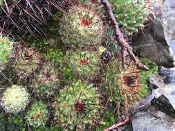 Mammillaria orcuttii Boed.的圖片