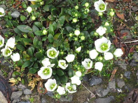 Image of Gentianella saxosa (G. Forst.) Holub