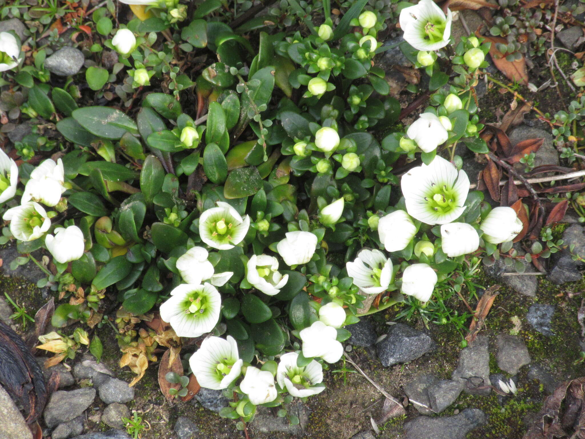 Imagem de Gentianella saxosa (G. Forst.) Holub