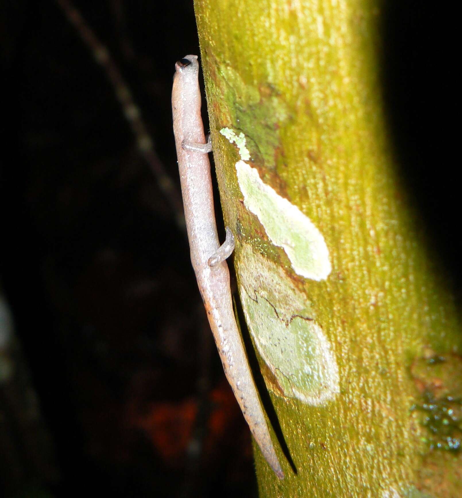 Image of Southern Banana Salamander