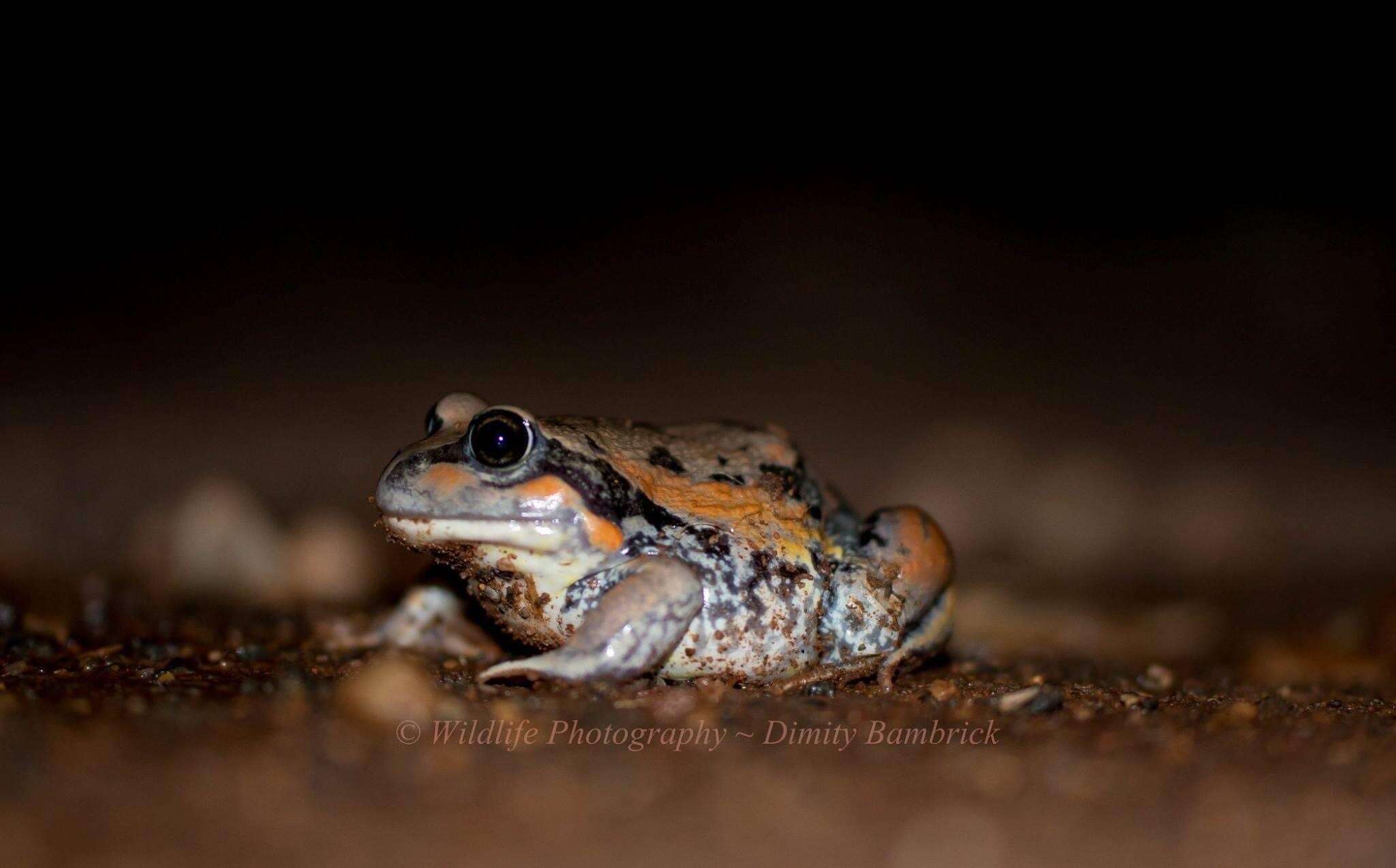 Image of Giant Banjo Frog