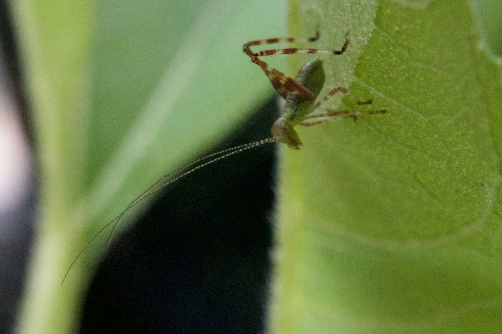 Image of Caedicia simplex (Walker & F. 1869)