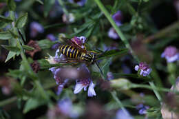 Image of Southern Yellowjacket