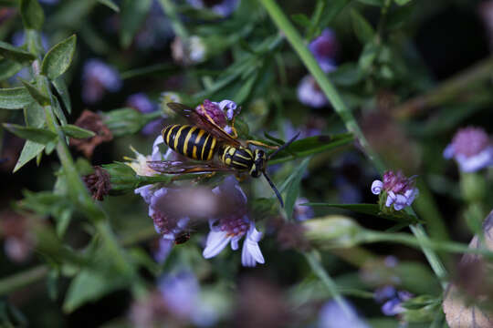 Vespula squamosa (Drury 1770) resmi