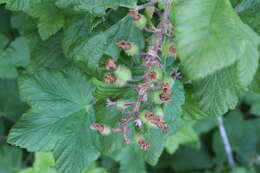 Imagem de Ribes sanguineum Pursh