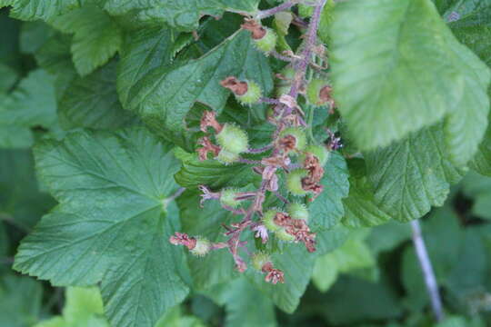 صورة Ribes sanguineum Pursh