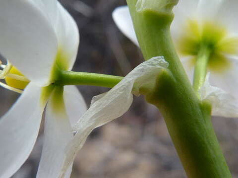 Image of Ornithogalum conicum subsp. strictum (L. Bolus) Oberm.