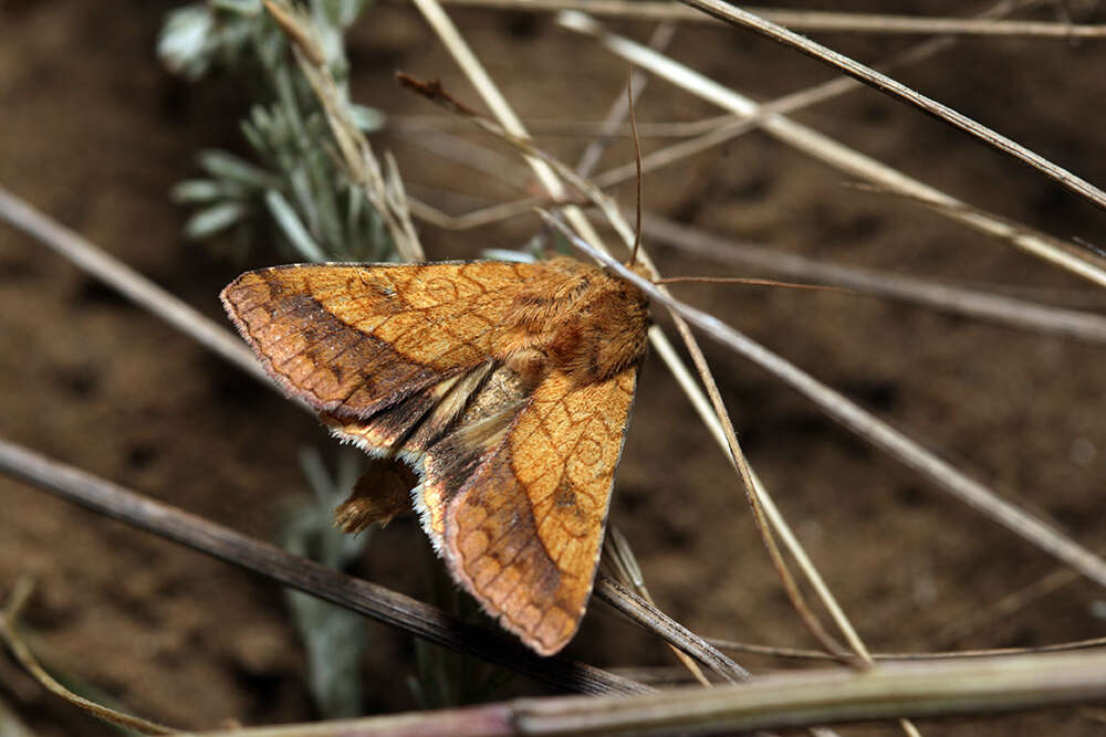 Image of bordered sallow