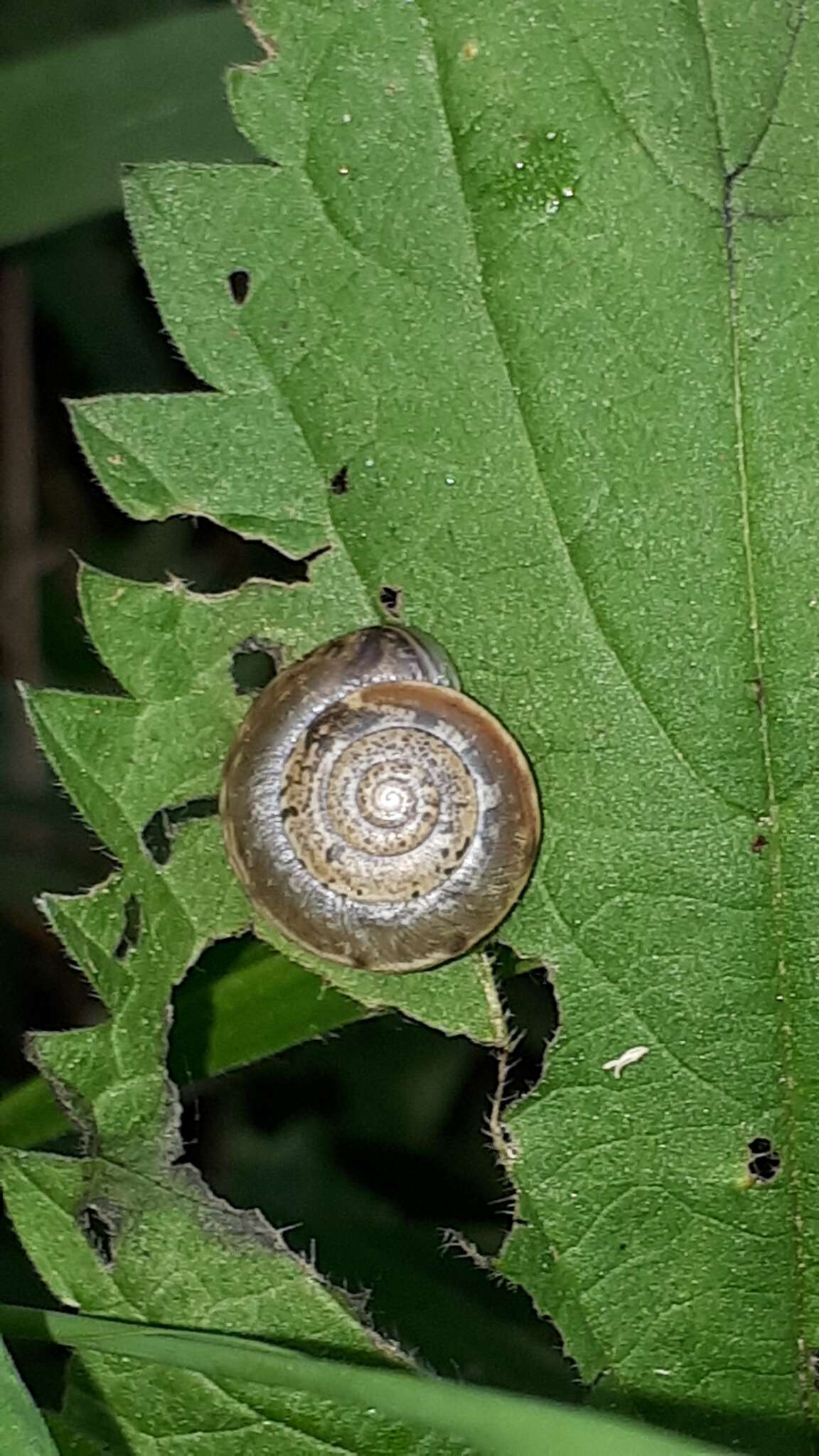 Image of Urticicola umbrosus (C. Pfeiffer 1828)