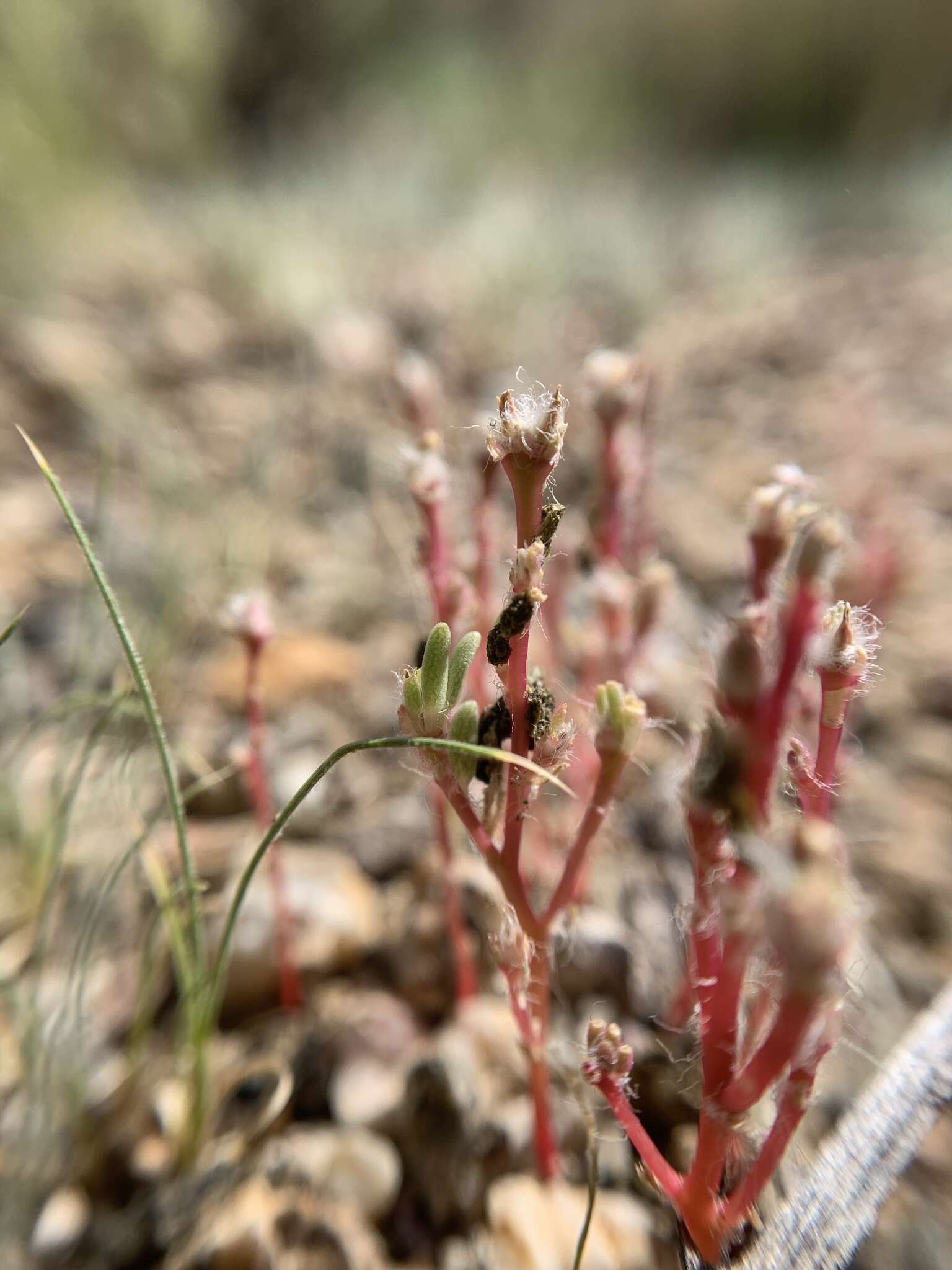 Image of silkcotton purslane