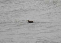 Image of King Eider