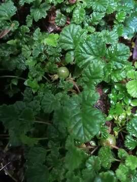 Image of Rubus radicans Cav.