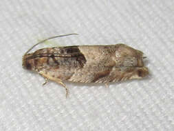 Image of Cottonwood Twig Borer