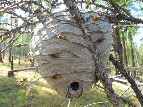 Image of Norwegian Wasp