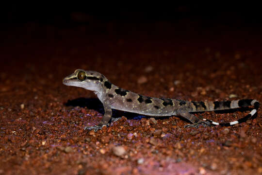 Image of Spotted Leaf-toed Gecko