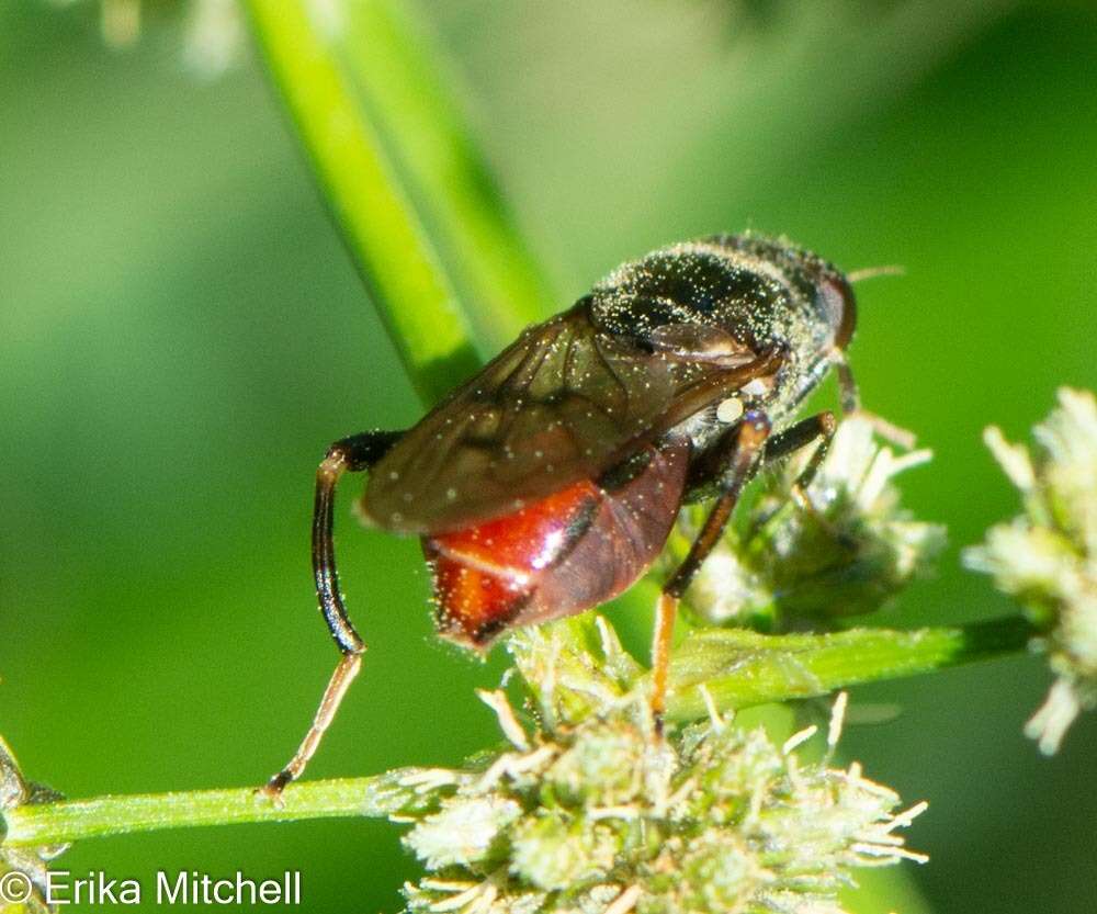 Image of Chalcosyrphus libo (Walker 1849)