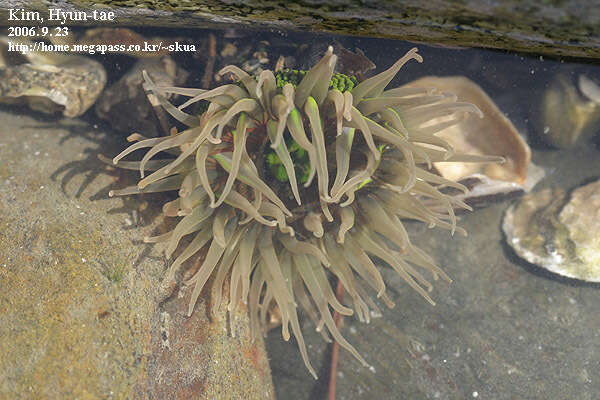 Anthopleura fuscoviridis Carlgren 1949 resmi