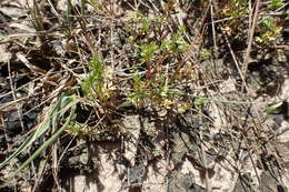 Image of Butler's sandparsley