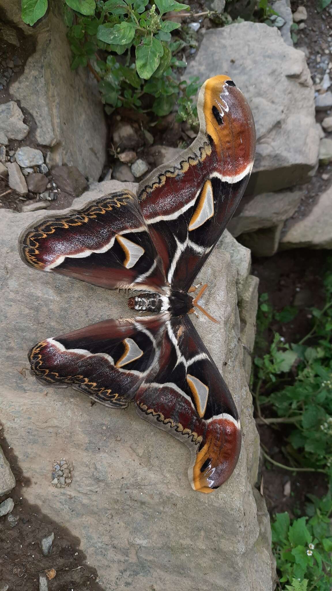 Image of Archaeoattacus edwardsii White 1859