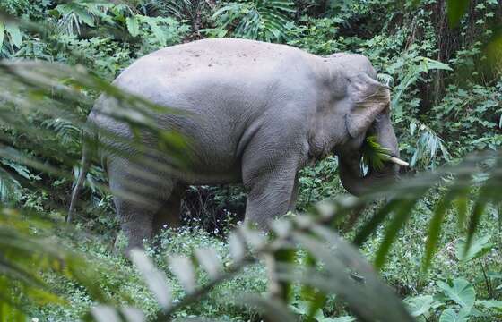 Image of Indian elephant