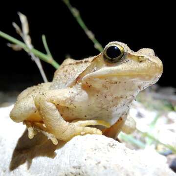 Image of Balkan Stream Frog