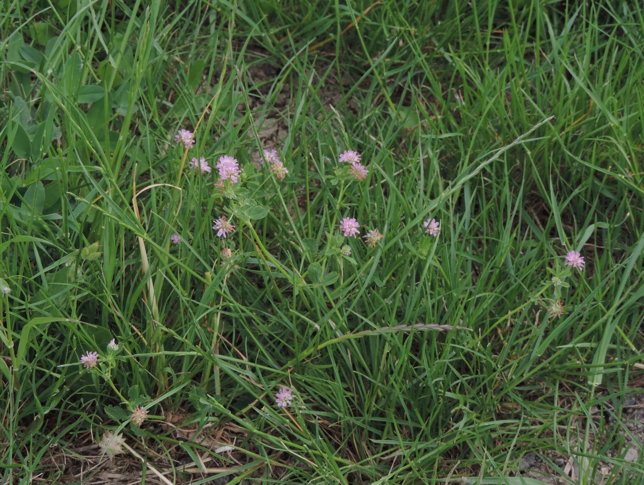 Imagem de Trifolium resupinatum var. resupinatum