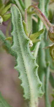 Image of Miraglossum pulchellum (Schltr.) F. K. Kupicha