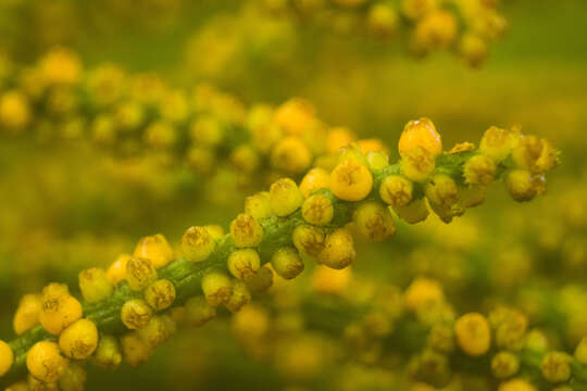 صورة Gunnera petaloidea Gaudich.