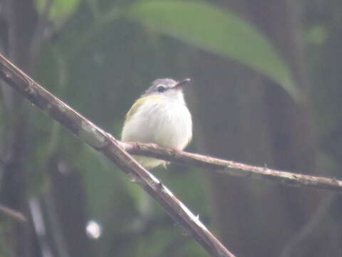 Image of Short-tailed Pygmy Tyrant