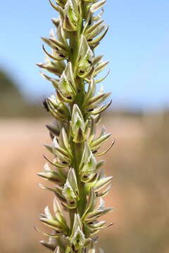 Image of Christmas leek orchid