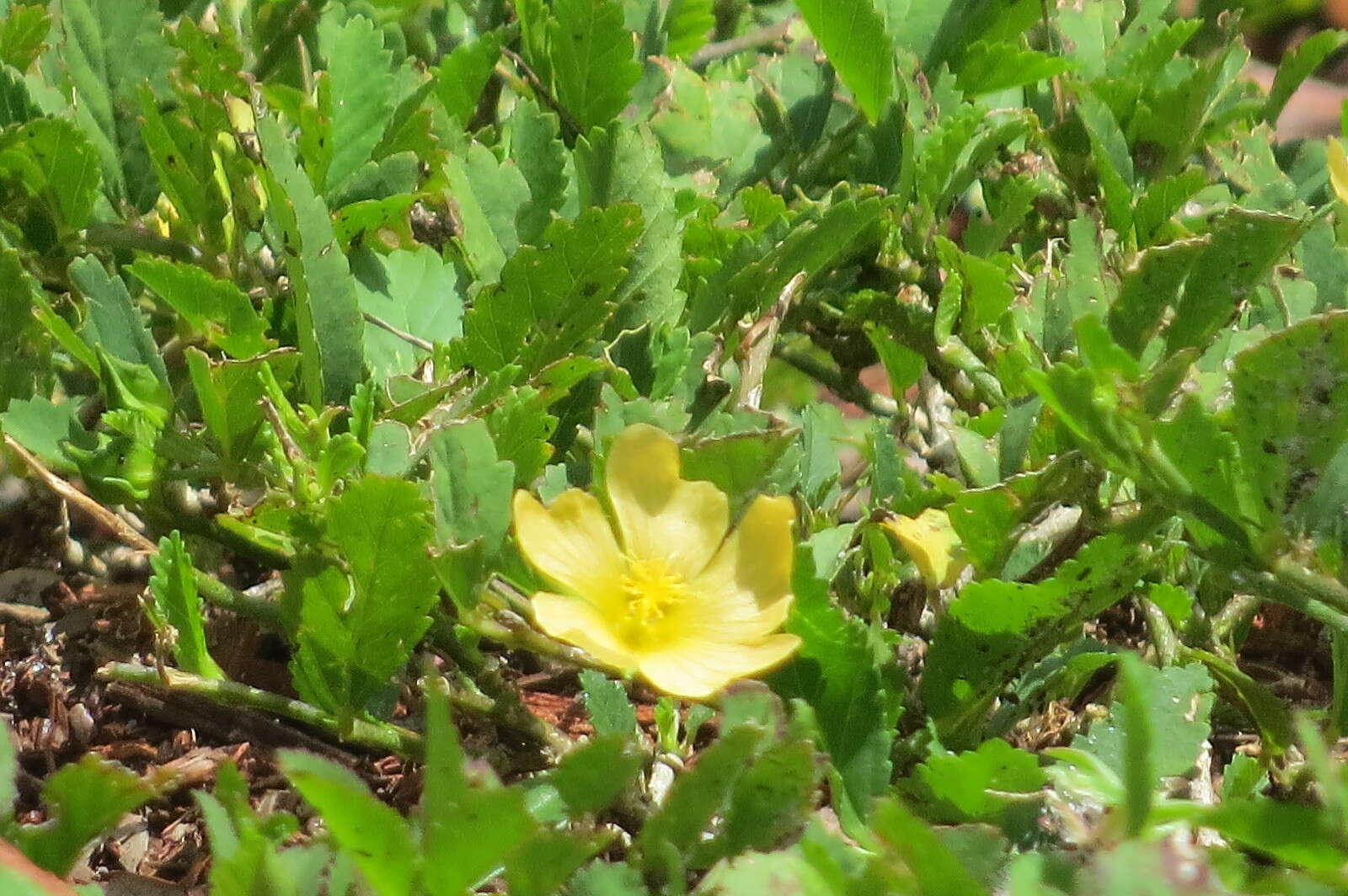 Image of Sida ulmifolia Mill.