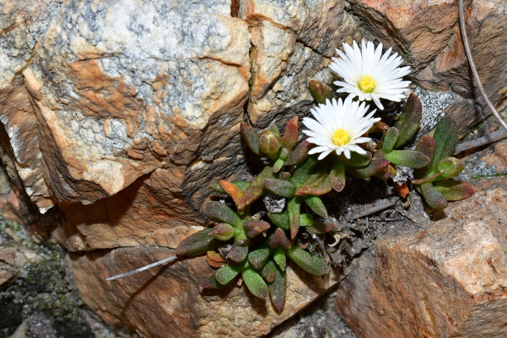 Imagem de Delosperma esterhuyseniae L. Bol.