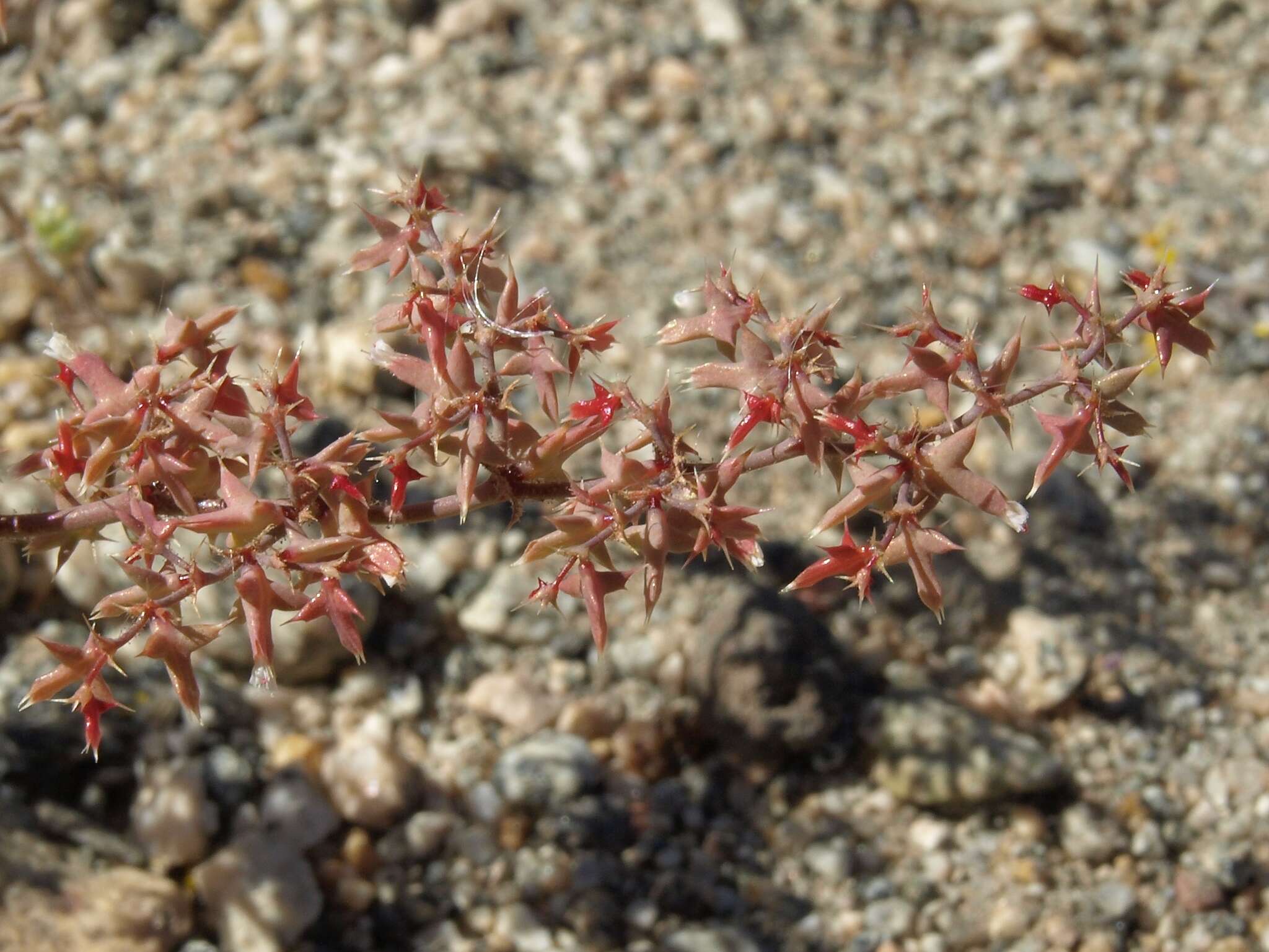 Image of centrostegia