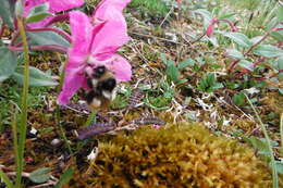 Image of Forest Bumble Bee
