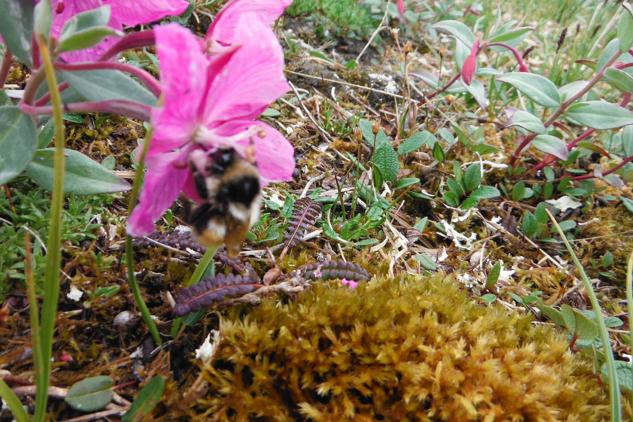 Image of Forest Bumble Bee