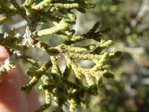 Imagem de Juniperus californica Carrière